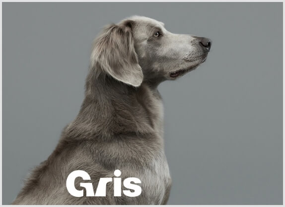 Gris STORE & CAFE